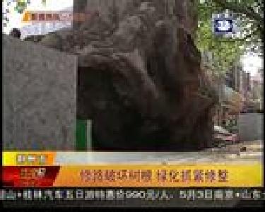 修路破坏树根 绿化抓紧修整