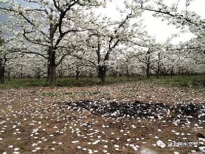 荆州大雨来袭，“柠檬黄”在车流中、马路上演绎别样风景……