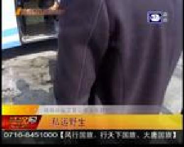 私运野生蛇 违规客车被查获