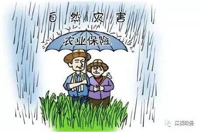湖北省农业保险提标扩面 水稻每亩保额提高到400元