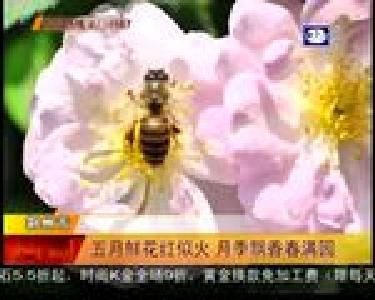 “五一”又添好去处 沙市中山公园月季盛开迎游人