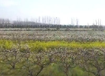 【创建森林城市】华中农高区：以花为媒 植万亩绿树