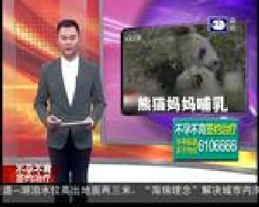 温馨！野外抓拍大熊猫哺乳画面