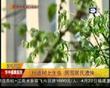 行道树上生虫 周围居民遭殃