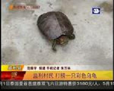 监利村民 打捞一只彩色乌龟