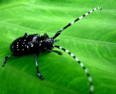 荆州引进“生物兵” 防治行道树害虫