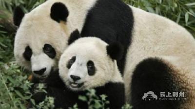 挨饿电击、骨肉分离……中国熊猫在美国被虐待？真相是这样！ 