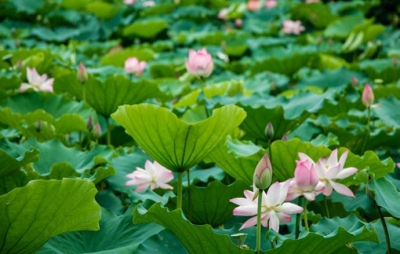 2017洪湖生态旅游推介会举行 首届荷花节6月开幕