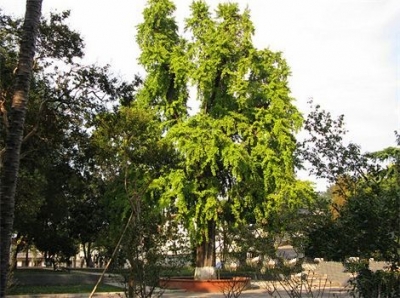 荆州区有多少古树？ 其中最古之树竟已有1129岁