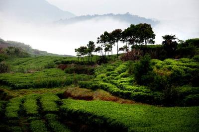  农业部：减少全国果菜茶产区化肥用量 