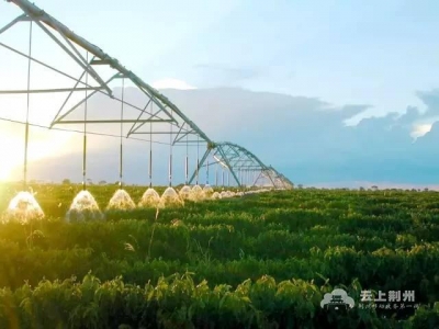 厉害了！荆州这8家单位，要打造首批省级现代农业产业园 