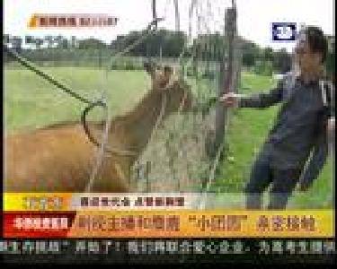 石首市：荆视主播和麋鹿“小团圆”亲密接触