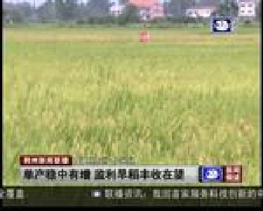 单产稳中有增 监利早稻丰收在望