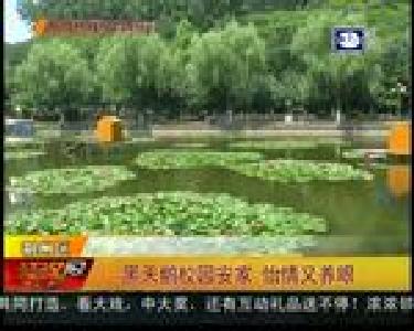 黑天鹅校园安家 怡情又养眼