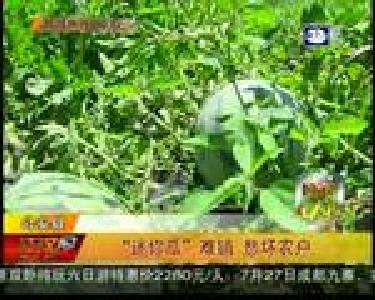 “迷你瓜”难销 愁坏农户