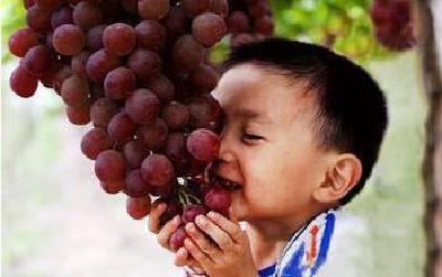 看公安县葡萄产业全产业链如何从逆袭到崛起