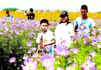 图文：公安县埠河镇复兴场村格桑花海惹人醉