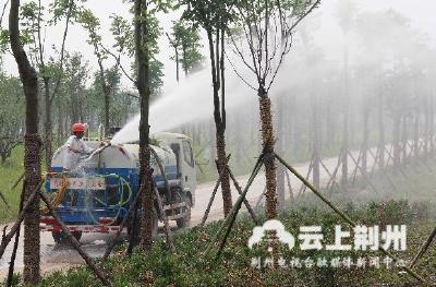 太热了！荆州城区管养植物每天“喝水”3000吨