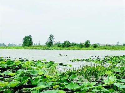 沙市内泊湖5678根水泥桩全拔了 重现水清荷香美景