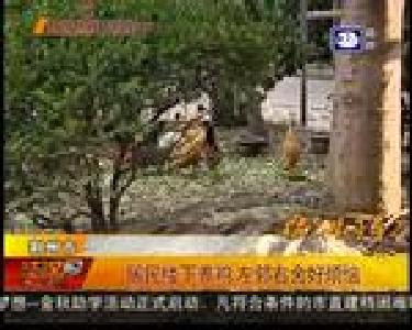 居民楼下养鸡 左邻右舍好烦恼