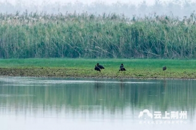 荆州城市生态环境变好 鸟类从100余种增至280余种