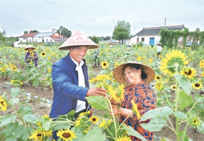 荆州区八岭山镇铜岭村向日葵渐次开放 扮靓乡村游