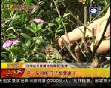 稀奇！红梅九月竟开花了