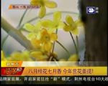 八月桂花七月香 今年赏花要提早