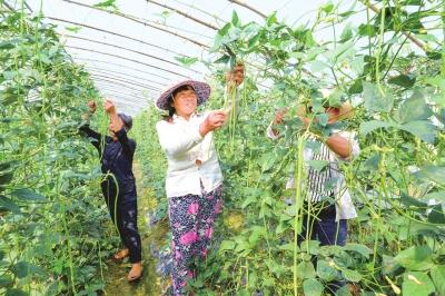江陵县一合作社扩展蔬菜大棚面积 带动农民就业