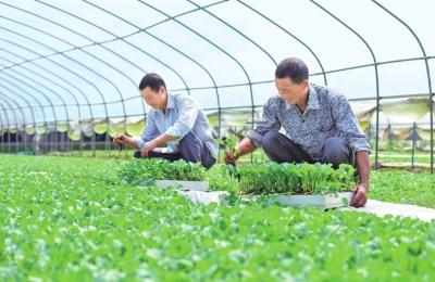 江陵一蔬菜种植基地分季节轮种 年产蔬菜6000余吨