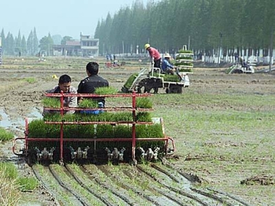 荆州水稻种植实现全程机械化 切实增加农民收入