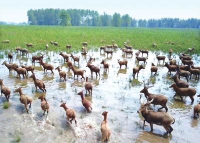 石首全力推进湿地生态保护与建设 打造