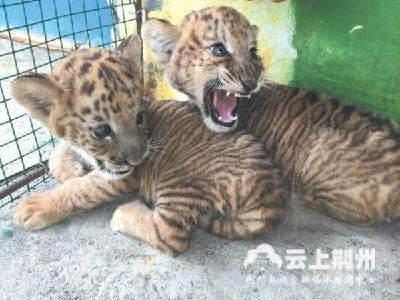 “荆宝”“楚凤” 中山公园狮虎兽宝宝有名字啦！