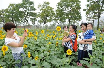 赏秋又多好去处 临江仙公园向日葵竞相绽放