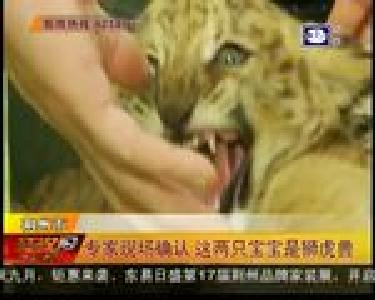 专家现场确认 这两只宝宝是狮虎兽