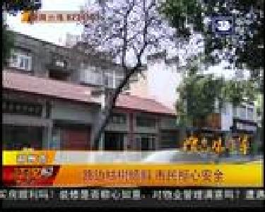 路边枯树倾斜 市民担心安全