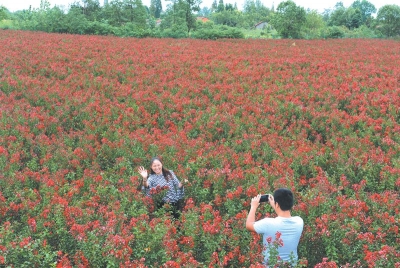 荆州区八岭山百亩“紫薇”绽放 成出游赏花好去处