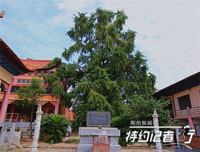 荆州林木种质资源调查通过验收 古树名木有184株
