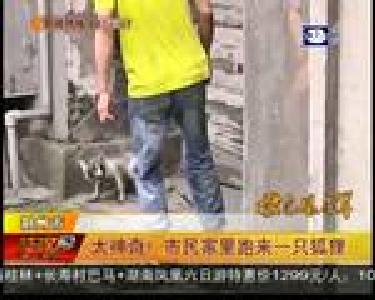 太神奇！市民家里跑来一只狐狸