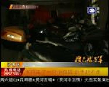 家中来了一只小白狐 赶也赶不走