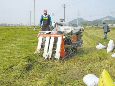 江陵17万亩水稻倒伏 省内外收割机手驰援抢收