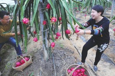 喜获丰收！松滋市南海镇成功栽培红心火龙果！