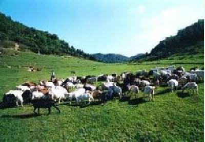 监利加强畜牧产品质量安全监管 坚持生态绿色养殖