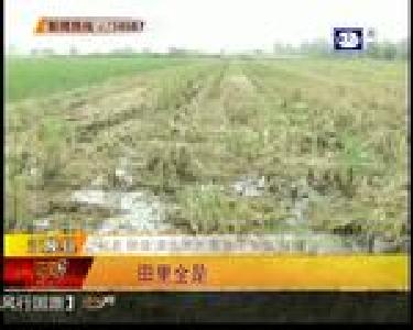 江陵县：田里全是水 能种油菜吗？