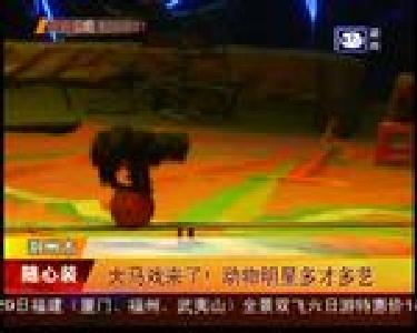 大马戏来了！动物明星多才多艺