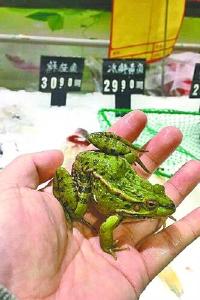 稀奇！荆州养殖的“有证”青蛙走进武汉大型超市