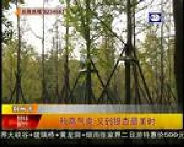 秋高气爽 又到银杏最美时