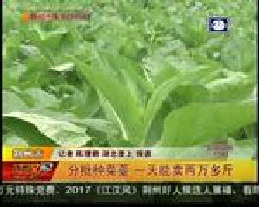 分批种菜薹 一天能卖两万多斤