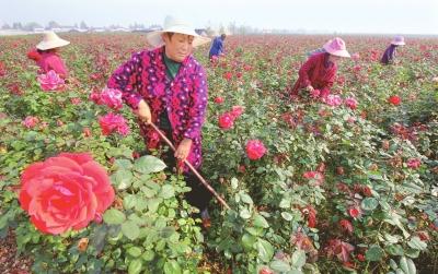 生态农业魅力无限 荆州玫瑰园基地“花嫂”忙管理