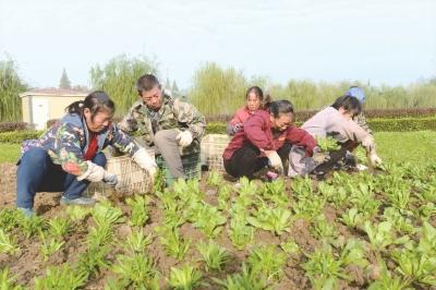 九龙渊公园植绿补苗 补栽金盏菊、三色堇等3万盆